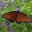 Sustainable Landscape Services Inc