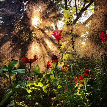 The Magic Garden
