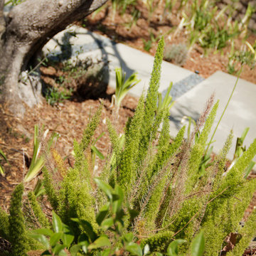 Drought Tolerant House - Pasadena, CA