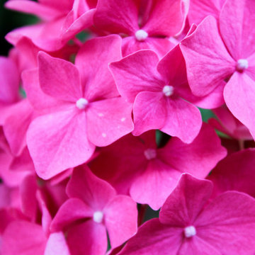 Il giardino d'estate