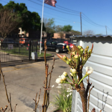 Acres Homes Pear Tree Blooming at Evergreen Commons 149th Certified Arboretum in
