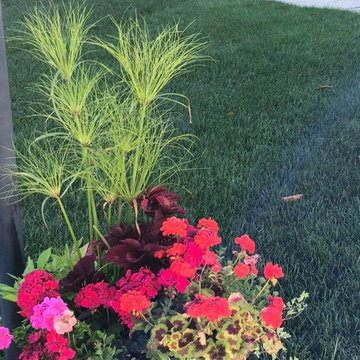 July Vignettes