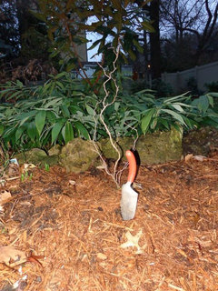 A weak and brown Red Dragon Contorted Filbert - Corylus avellena