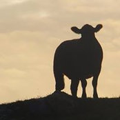 Foto von Alison Tuke