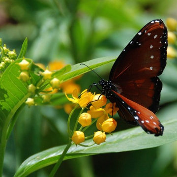 Habitat Restoration Miami-Certified Wildlife Habitat