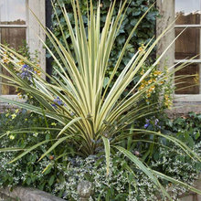 Carol's Garden