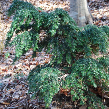 Bennett Canadian Hemlock