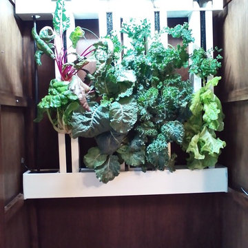 Kitchen Garden day 30