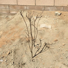 Desertnyi pomegranate planted 3/12/2019