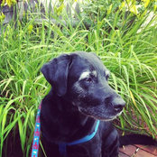 Foto di Penny Lane