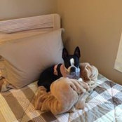 Robert Springer's photo