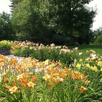 Roadside Daylily Planting