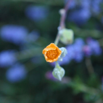 Indian Mallow