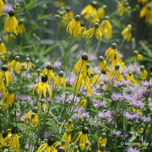 Wild Landscape Dreams
