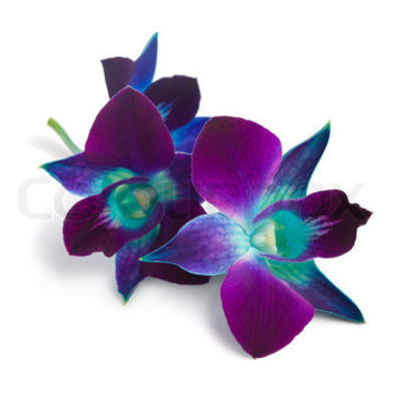 A Touch of Teal and Plum.