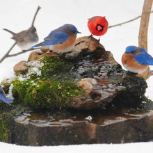 Birds