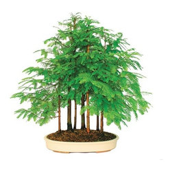Dawn Redwood Grove - 7 Tree Outdoor Bonsai - Area Rugs