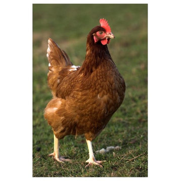 "Domestic Chicken, close-up of free-range hen, England" Paper Art, 18"x26"