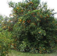 Cold-Hardy 25+ Tangerine Mandarin Orange Citrus Fruit Tree (25+