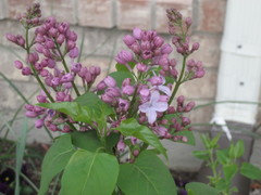 Blue Skies® Lilac, Syringa vulgaris 'Monore', Monrovia Plant