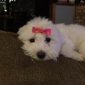 Cindy Dobbs's photo