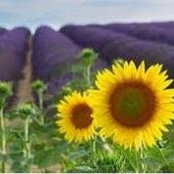 MaryAnn VanLeir's photo