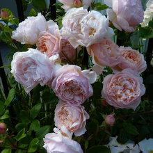 Roses