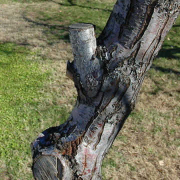 Fruit Trees