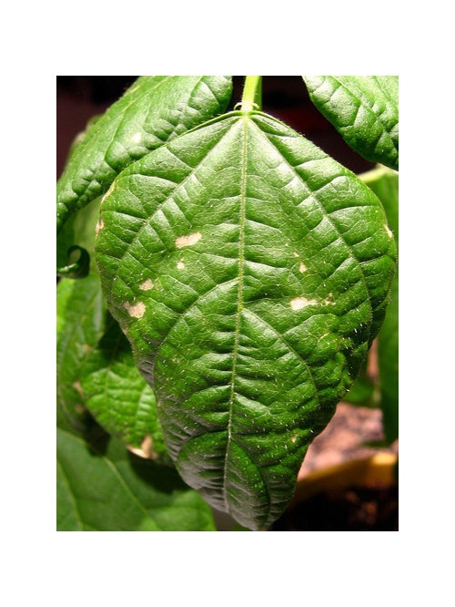 White Spots On Bean Leaves