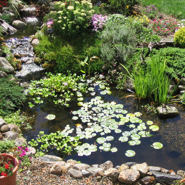 Masicki Backyard Pond - Westport