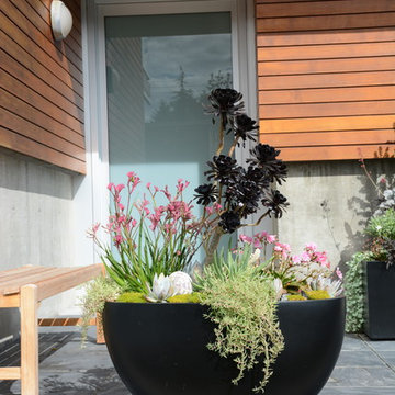 Contemporary Seaside Garden