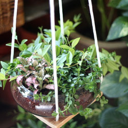 Jungle Bowl : Peperomia Beetle + Peperomia Isabella + Fittonia - Plants