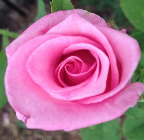 Tell about your Warriner Roses