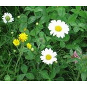 Jean Willis's photo