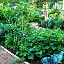 Vegetables Among Garden