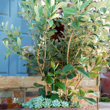 Garden plants