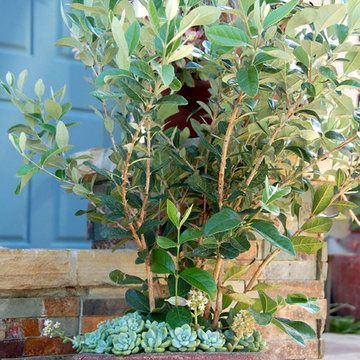 Pretty succulent garden