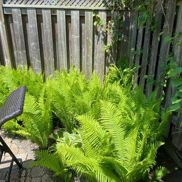 Ferns & Hostas Perfect Match!