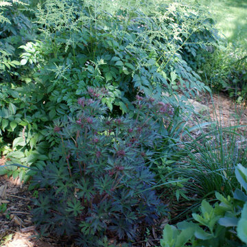 Shade to Sun - A Journey of a Perennial Garden