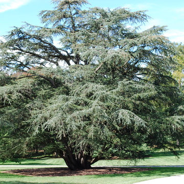 Blue Atlas Cedar (Species) at Longwood Garden, Pa.