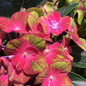 Pistachio Hydrangea