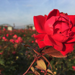 Current Featured Plants - Products