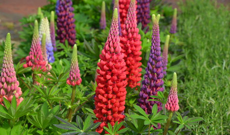 Plante du mois : Les lupins prennent de la hauteur
