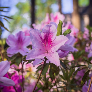 Beautiful Azaleas