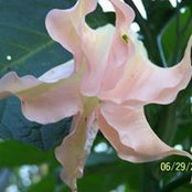 Susan Simmons's photo