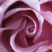Kristy Nelson's photo