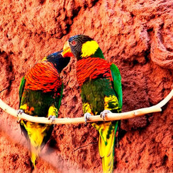 Birds - Fine Art Prints