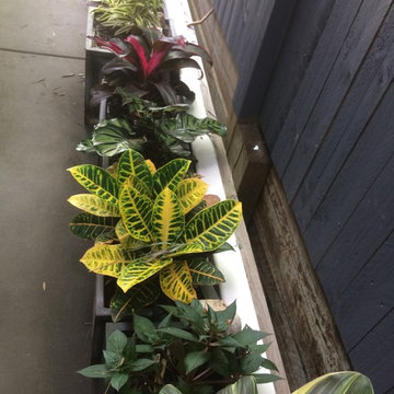 Colour along narrow path on side of house