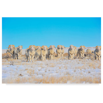 Amanda Smith 'Line Em Up Rams' Canvas Art