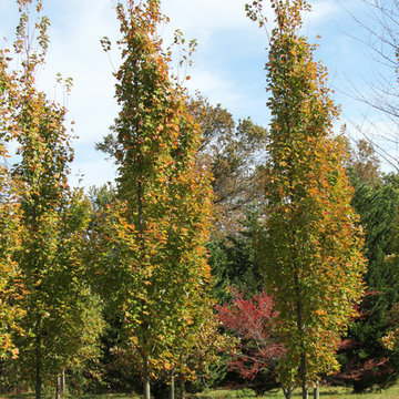Fall Color Fun